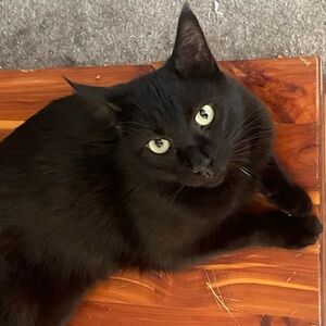 Miles, My Posh Helper 🐾🐾🐾 and big brother Harold